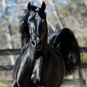 Meet your Posher, Jorge